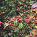 Cotoneaster granatensis (2)  -  ENDEMISMO IBERICO